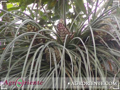 Bromelias - Aechmea longifolia